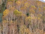 11102025_Samsung Galaxy Note 20 Ultra_31 round to Hokkaido_Sounkyo Mt Kurodake Cable Car00081