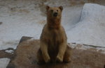 2005 February 12_Hokkaido Yuki Matsuri_洞爺湖熊牧場00006