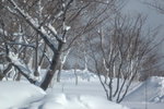 2005 February 12_Hokkaido Yuki Matsuri_洞爺湖展望台00014