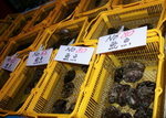12012009_Hokkaido Tour_Sea Food Market00008