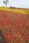 12102025_Canon EOS 5Ds_31 round to Hokkaido_Biei_Shikisai no Oka00103