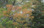 12102025_Canon EOS 5Ds_31 round to Hokkaido_Biei_Shirahige no Taki00048