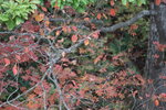 12102025_Canon EOS 5Ds_31 round to Hokkaido_Biei_Shirahige no Taki00049