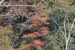 12102025_Canon EOS 5Ds_31 round to Hokkaido_Biei_Shirahige no Taki00054
