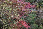 12102025_Canon EOS 5Ds_31 round to Hokkaido_Biei_Shirahige no Taki00055
