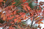 12102025_Canon EOS 5Ds_31 round to Hokkaido_Biei_Shirahige no Taki00058