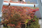 12102025_Canon EOS 5Ds_31 round to Hokkaido_Biei_Shirahige no Taki00059