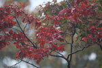 12102025_Canon EOS 5Ds_31 round to Hokkaido_Way Back to Sapporo00023