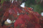 12102025_Canon EOS 5Ds_31 round to Hokkaido_Way Back to Sapporo00025