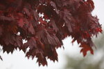 12102025_Canon EOS 5Ds_31 round to Hokkaido_Way Back to Sapporo00027