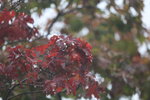 12102025_Canon EOS 5Ds_31 round to Hokkaido_Way Back to Sapporo00029