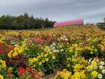 12102025_Samsung Galaxy Note 20 Ultra_31 round to Hokkaido_Biei_Shikisai no Oka00071