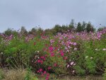 12102025_Samsung Galaxy Note 20 Ultra_31 round to Hokkaido_Biei_Shikisai no Oka00073