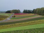 12102025_Samsung Galaxy Note 20 Ultra_31 round to Hokkaido_Biei_Shikisai no Oka00075