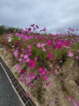 12102025_Samsung Galaxy Note 20 Ultra_31 round to Hokkaido_Biei_Shikisai no Oka00080