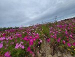 12102025_Samsung Galaxy Note 20 Ultra_31 round to Hokkaido_Biei_Shikisai no Oka00081