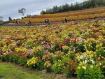 12102025_Samsung Galaxy Note 20 Ultra_31 round to Hokkaido_Biei_Shikisai no Oka00091