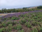 12102025_Samsung Galaxy Note 20 Ultra_31 round to Hokkaido_Biei_Shikisai no Oka00093