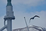 13022019_Nikon D5300_20 Round to Hokkaido_Rausu Nature Sightseeing Voyage00050