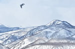 13022019_Nikon D5300_20 Round to Hokkaido_Rausu Nature Sightseeing Voyage00087