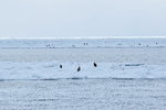 13022019_Nikon D5300_20 Round to Hokkaido_Rausu Nature Sightseeing Voyage00090