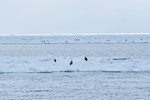 13022019_Nikon D5300_20 Round to Hokkaido_Rausu Nature Sightseeing Voyage00090