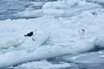 13022019_Nikon D5300_20 Round to Hokkaido_Rausu Nature Sightseeing Voyage00105