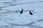 13022019_Nikon D5300_20 Round to Hokkaido_Rausu Nature Sightseeing Voyage00132