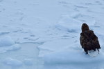 13022019_Nikon D5300_20 Round to Hokkaido_Rausu Nature Sightseeing Voyage00135