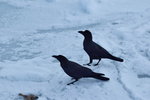 13022019_Nikon D5300_20 Round to Hokkaido_Rausu Nature Sightseeing Voyage00136