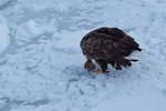 13022019_Nikon D5300_20 Round to Hokkaido_Rausu Nature Sightseeing Voyage00138