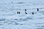 13022019_Nikon D5300_20 Round to Hokkaido_Rausu Nature Sightseeing Voyage00146