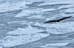 13022019_Nikon D5300_20 Round to Hokkaido_Rausu Nature Sightseeing Voyage00147