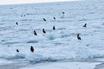 13022019_Nikon D5300_20 Round to Hokkaido_Rausu Nature Sightseeing Voyage00148