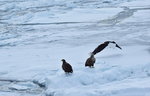 13022019_Nikon D5300_20 Round to Hokkaido_Rausu Nature Sightseeing Voyage00149