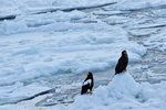13022019_Nikon D5300_20 Round to Hokkaido_Rausu Nature Sightseeing Voyage00150