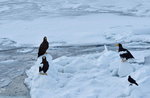 13022019_Nikon D5300_20 Round to Hokkaido_Rausu Nature Sightseeing Voyage00151