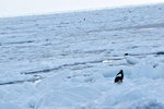 13022019_Nikon D5300_20 Round to Hokkaido_Rausu Nature Sightseeing Voyage00152