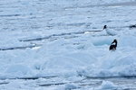 13022019_Nikon D5300_20 Round to Hokkaido_Rausu Nature Sightseeing Voyage00153