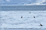 13022019_Nikon D5300_20 Round to Hokkaido_Rausu Nature Sightseeing Voyage00155