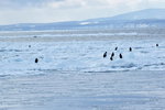 13022019_Nikon D5300_20 Round to Hokkaido_Rausu Nature Sightseeing Voyage00156