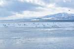 13022019_Nikon D5300_20 Round to Hokkaido_Rausu Nature Sightseeing Voyage00157
