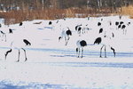 14022019_Nikon D5300_20 Round to Hokkaido_Tsurumidai00013