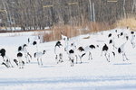 14022019_Nikon D5300_20 Round to Hokkaido_Tsurumidai00021