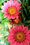 14032014_Hong Kong Flower Show_Africa Chrysanthemum00001