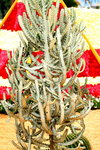 14032014_Hong Kong Flower Show_Cactus00001