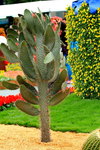14032014_Hong Kong Flower Show_Cactus00002