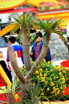 14032014_Hong Kong Flower Show_Cactus00003