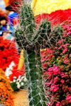 14032014_Hong Kong Flower Show_Cactus00004
