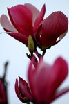14032014_Hong Kong Flower Show_Magnolia00003